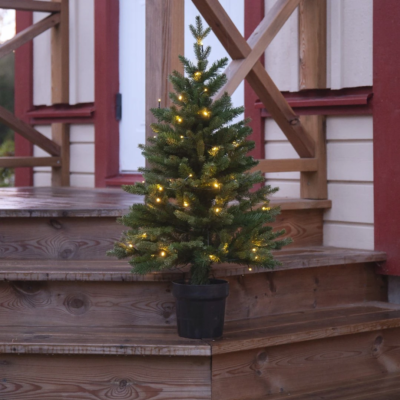 Choinka ogrodowa Alexis